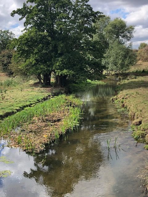 river and trees